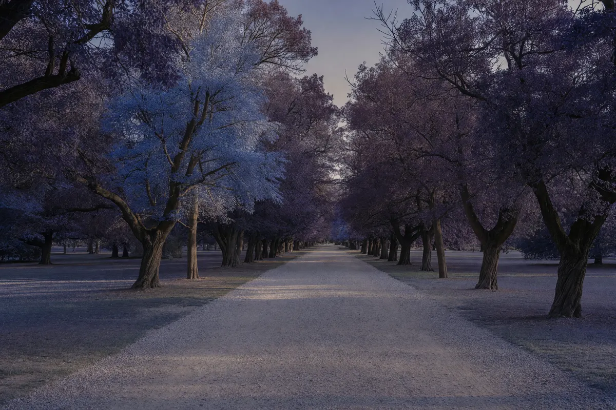 path lined with the sharrow trees
