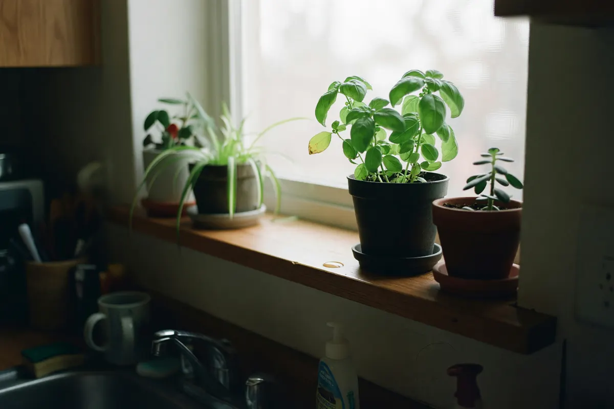 windowsill after watering the plants
