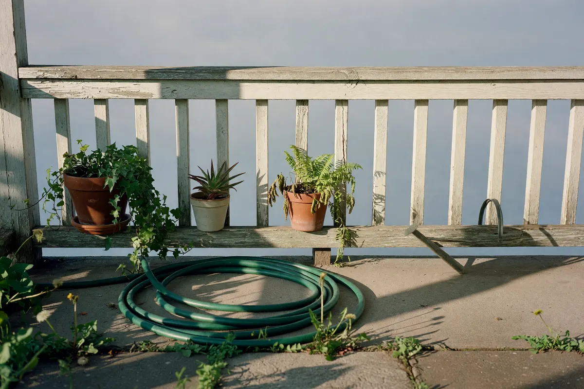 back porch plants in the evening